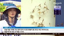 야구장에 양봉용 모자?…벌레로 뒤덮인 야간경기