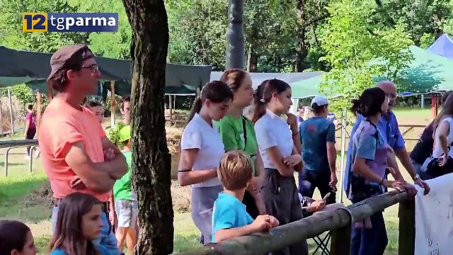 VAL CENO, SUCCESSO DELLA MOSTRA NAZIONALE DEL CAVALLO BARDIGIANO | VAL CENO, SUCCESSO DELLA MOSTRA NAZIONALE DEL CAVALLO BARDIGIANO