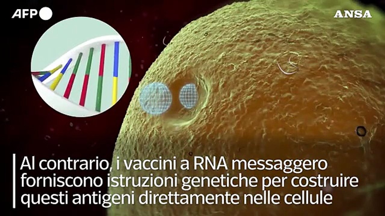 Vaccini tradizionali e a RNA messaggero