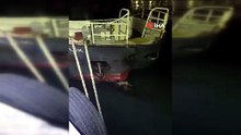 Marmara Denizi'nin sürpriz misafirleri kamerada... İskelede balık ziyafeti çektiler