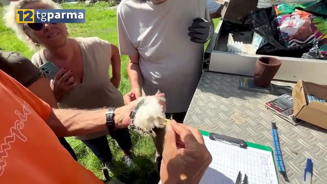 NELLA BASSA PARMENSE LIPU AVVIA INANELLAMENTO DEI FALCHI CUCULO | NELLA BASSA PARMENSE LIPU AVVIA INANELLAMENTO DEI FALCHI CUCULO
