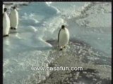 Pingouin humour