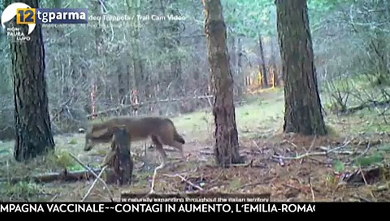 ucciso lupo