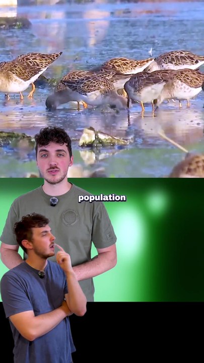 Il ne représente qu'1% des mâles de son espèces ! #génétique #rare #oiseaux #biologie #animaux