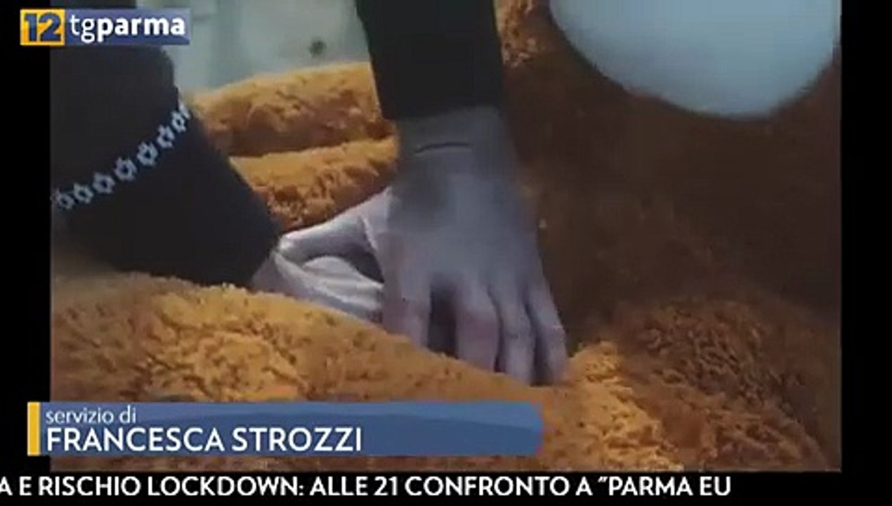 edera