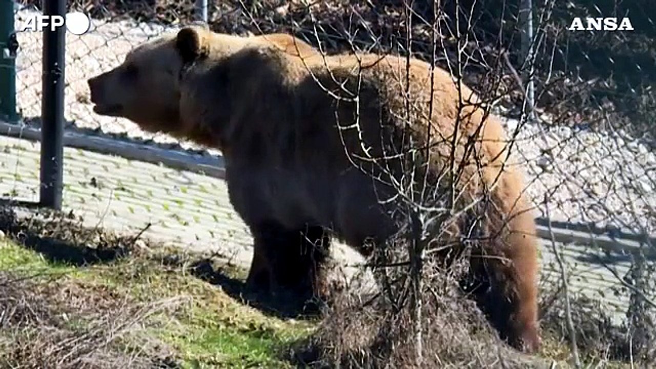 L'orso salvato dagli abusi esce dal letargo
