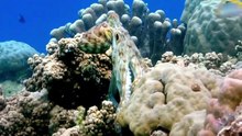 Octopus Making Contact