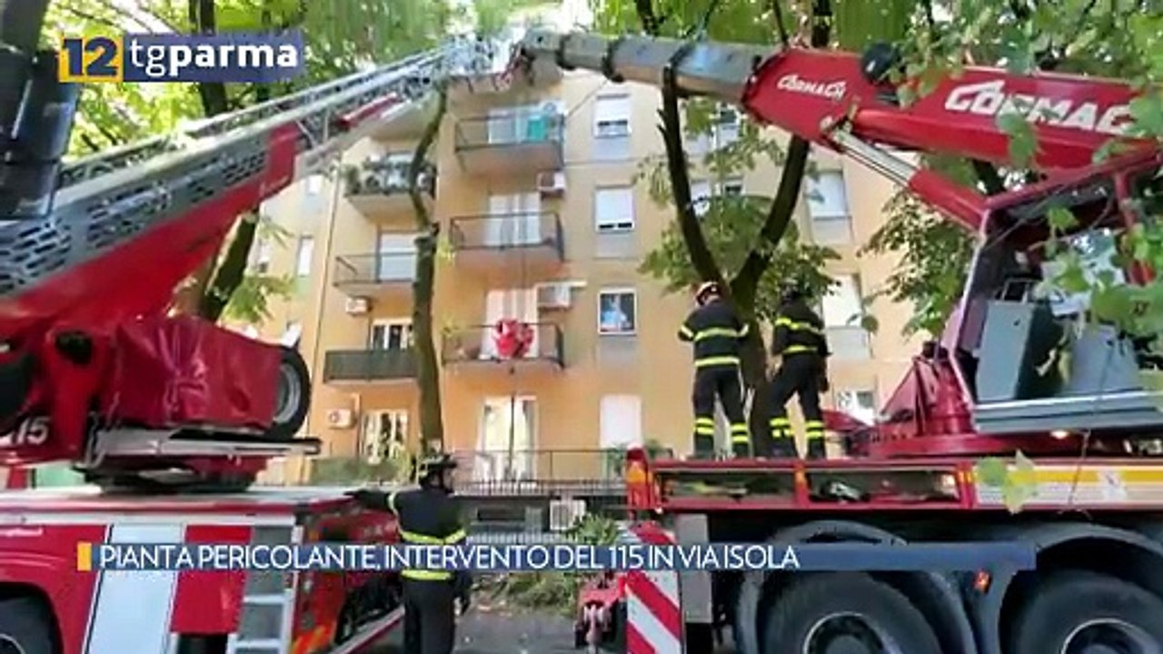 PIANTA PERICOLANTE, INTERVENTO DEL 115 IN VIA ISOLA | PIANTA PERICOLANTE, INTERVENTO DEL 115 IN VIA ISOLA