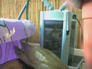 Noss - Soft-shell turtle