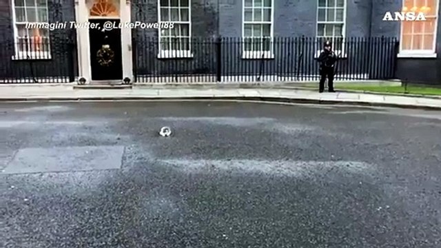 10 anni di servizio per Larry, il gatto che vive al 10 di Downing Street come Chief Mouser to the Cabinet Office