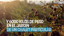 Un paisajista valenciano transplanta un olivo de 500 años y 6000 kilos de peso en el jardín de un chalet particular