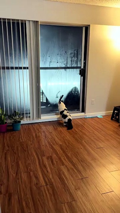 Un chat artiste dessine sur une vitre embuée