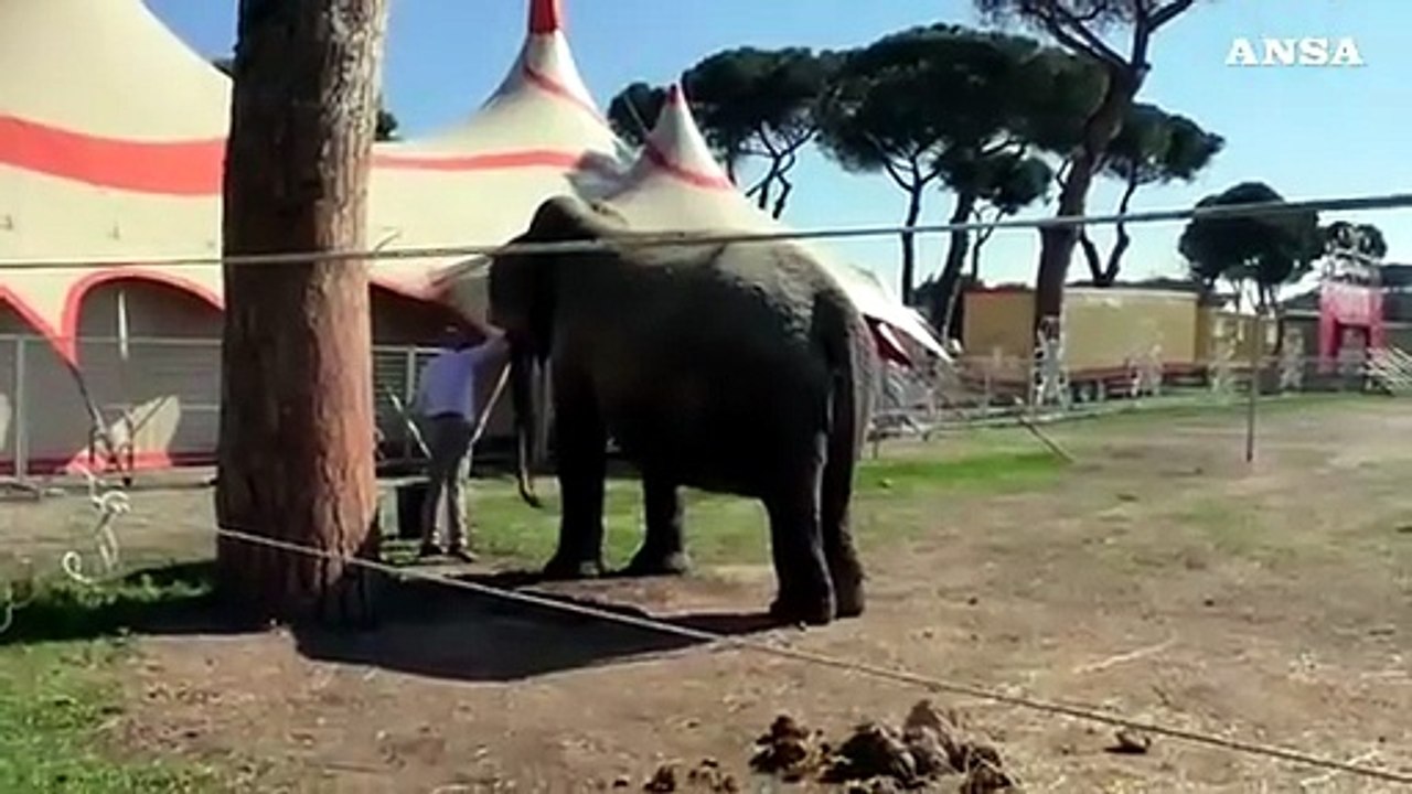 I circhi fermi da 13 mesi, "Cibo per gli animali pagato dalla solidarieta' dei cittadini"