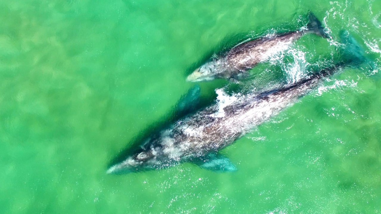 Gray Whales: From Devil Fish to Gentle Giants, Why the Change Remains a Mystery