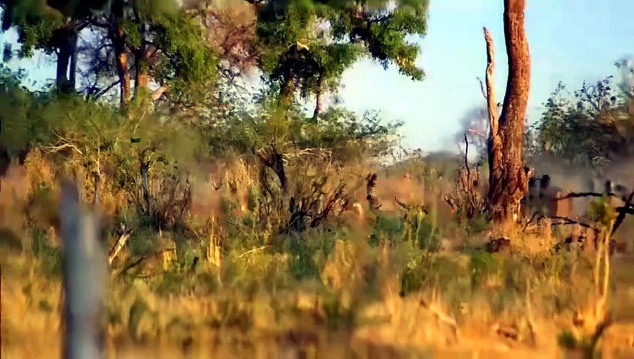 Big Cats 24 7 S02E04 Reunion Episode 24 Engsub