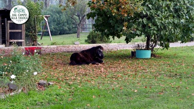 Dal campo alla tavola - 3a puntata del 17-11-24 | Dal campo alla tavola - 3a puntata del 17-11-24