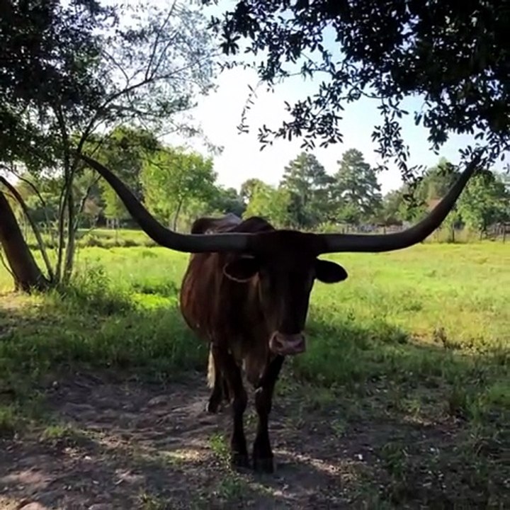 Best Ranches Near Me for Farm Fresh Meat and Honey