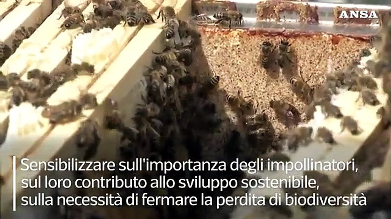 La giornata mondiale delle Api