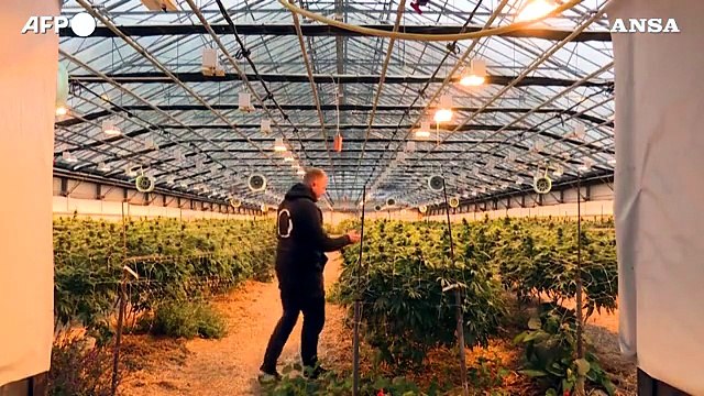 Cannabis legale, la Svizzera punta al mercato europeo