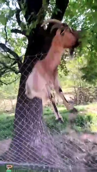 Animals being animals