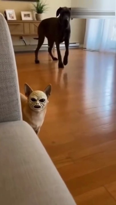 Masked dog / マスク犬