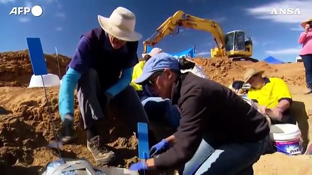Australia, identificata una nuova specie di dinosauro: il piu' grande mai esistito