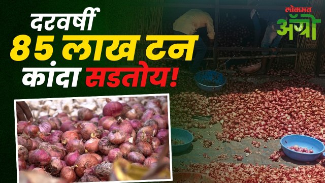 Onion Issue : कांदा खाल्ला किती जातो, निर्यात किती होतो अन् सडतो किती? Onion Farmer Loss
