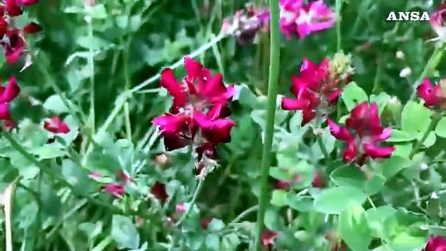 Giornata mondiale delle api: nell'Orvietano creato un paradiso per proteggerle