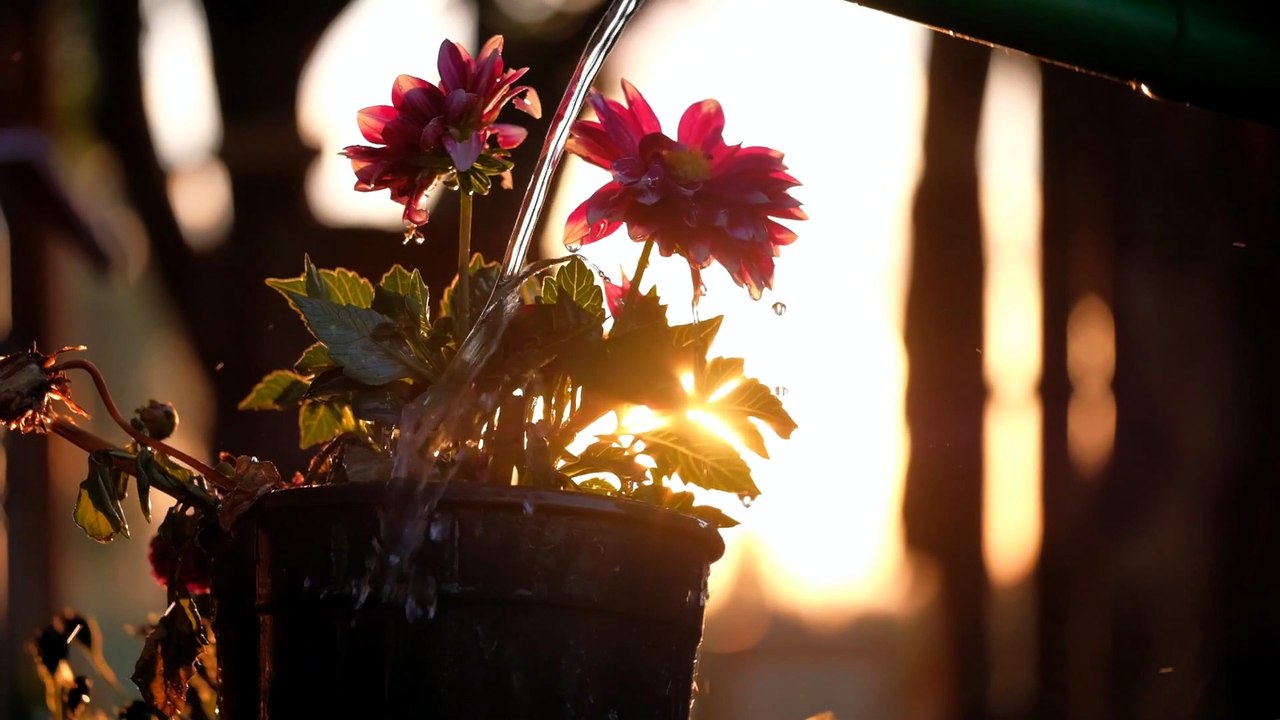 Dailymotion upload test