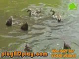 Hungry Ducklings!