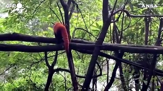 India, nati due cuccioli di panda rosso