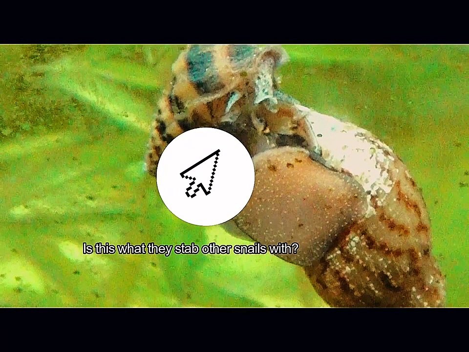 Assassin Snail Caught Attacking a Malaysian Trumpet Snail