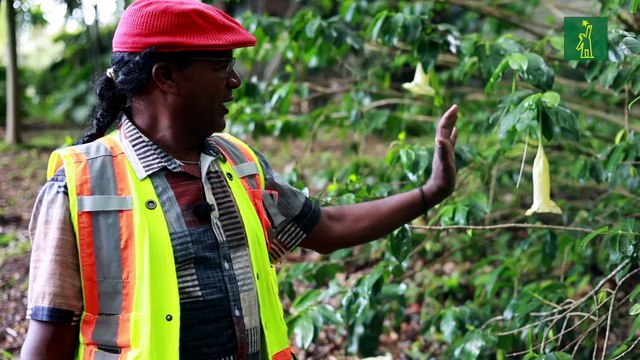 Qué árboles deben sembrarse en la ciudad y cuáles están causando daños urbanos