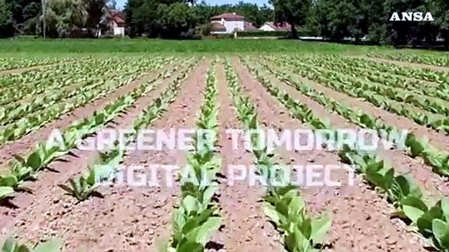 Bat Italia, al lavoro per una filiera del tabacco sostenibile