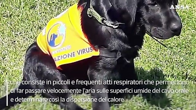 Il caldo nemico degli animali domestici