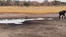 Honey badger saw an elephant and still wanted smoke 🔥