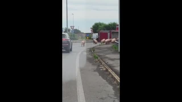 Reggio Emilia, camion si ribalta: i maiali scappano per le strade e invadono il paesino