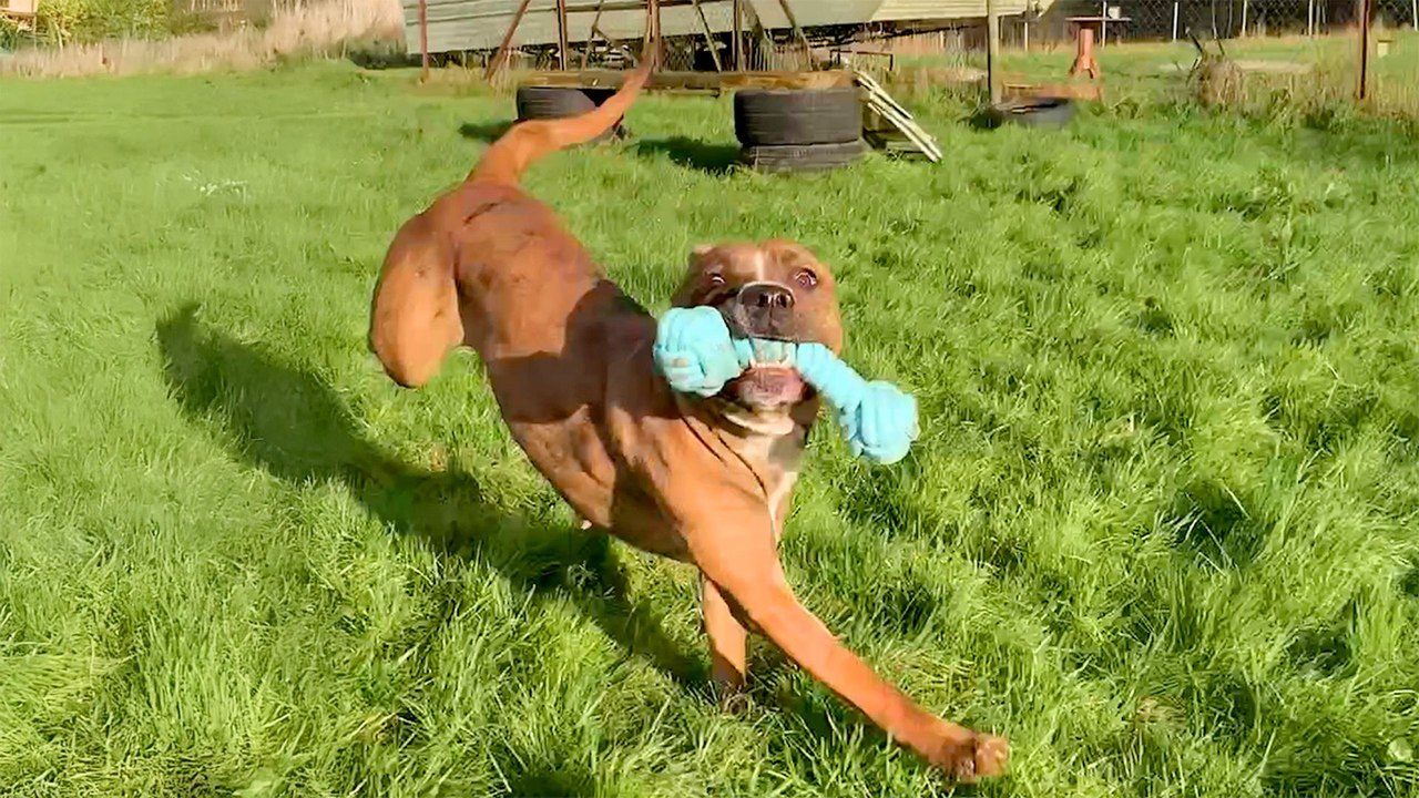 Rescue Dogs Choose Their Own Christmas Presents