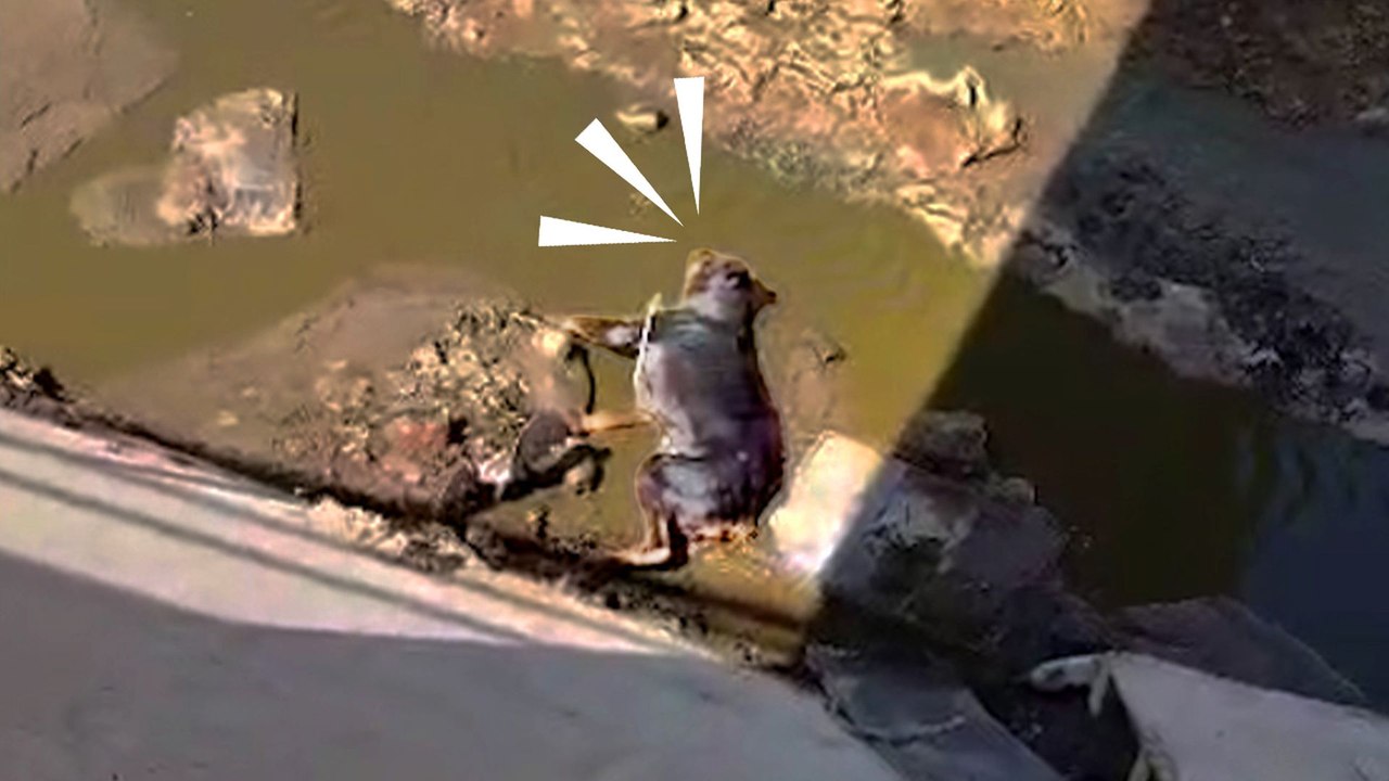 Dog Dumped In A Canal Turns Into the Biggest Lover Girl