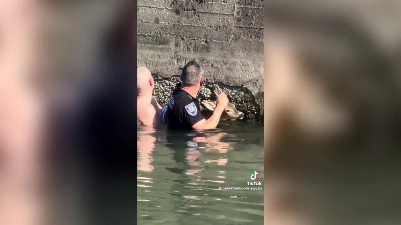Il capriolo salvato nelle acque del Naviglio a Corsico