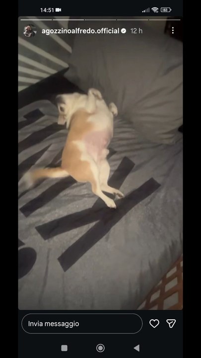 Agozzino Alfredo story giocando con i miei cani