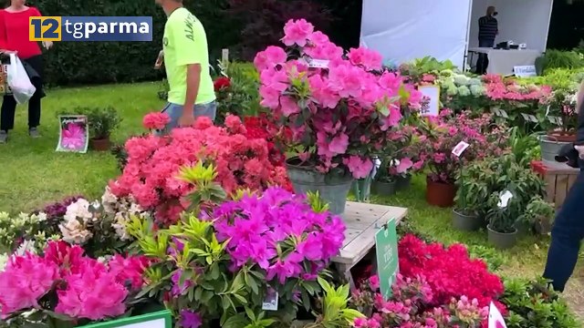 A COLORNO GRAN FINALE DELLA MANIFESTAZIONE NEL SEGNO DEL GIGLIO | A COLORNO GRAN FINALE DELLA MANIFESTAZIONE NEL SEGNO DEL GIGLIO