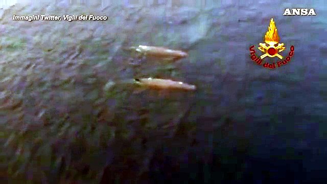 Coppia di balene attraversa lo Stretto di Messina: le riprese dall'alto dei Vigili del Fuoco