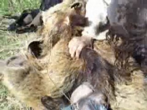 Attaque par les elfes sauvages