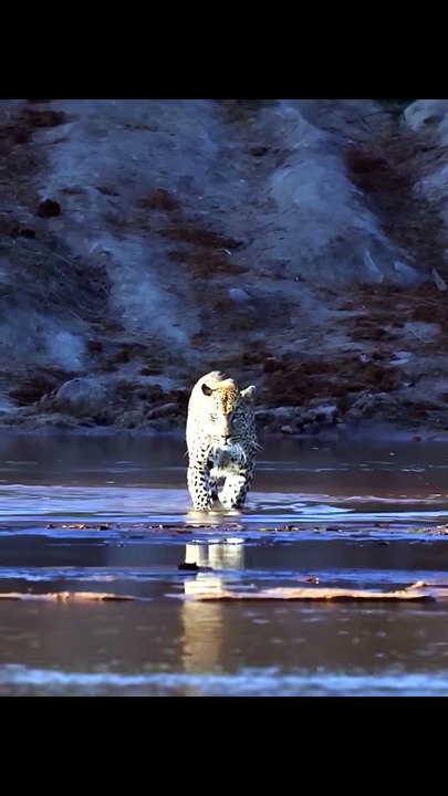 Majestic Wild Leopard Walking Through Water on Safari