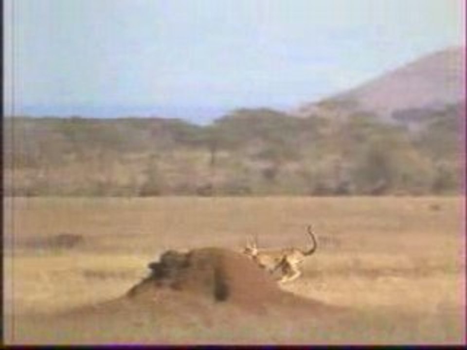 PUB - Charal - Le grand carnivore