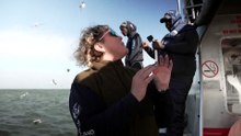 Why great white sharks are vanishing from South Africa's Cape coast