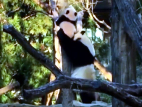 Mamma panda aiuta il cucciolo a salire sull'albero