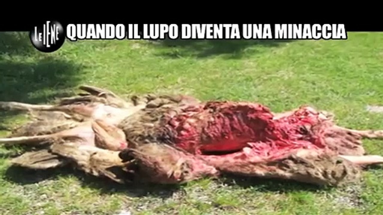 lupi due