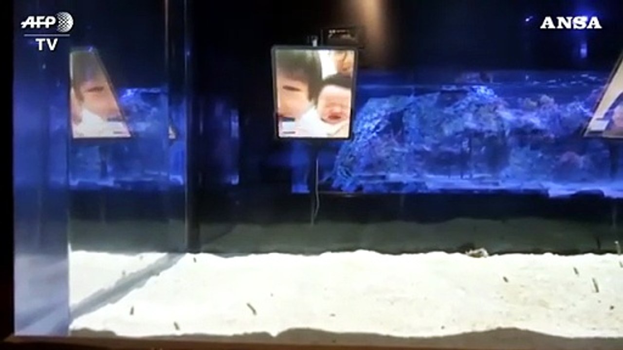 Giappone, l'acquario chiuso: "Videochiamate le anguille, si dimenticano di noi"